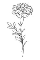 anjer lijn kunst. anjer bloem schets illustratie. januari geboorte maand bloem. anjer schets geïsoleerd Aan wit. hand- geschilderd lijn kunst botanisch illustratie. vector