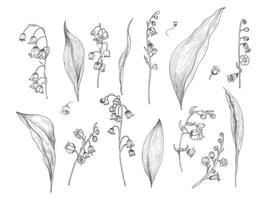 prachtig tekening van lelie van de vallei onderdelen - bloem, bloeiwijze, stang, bladeren. bloeiend fabriek hand- getrokken in wijnoogst gravure stijl. visie van verschillend hoeken. botanisch vector illustratie.