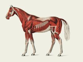 Oppervlakkige laag spieren door een onbekende kunstenaar (1904), een medische illustratie van het spierstelsel van paarden. Digitaal verbeterd door rawpixel. vector