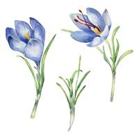 waterverf illustratie reeks van saffraan kruid geïsoleerd Aan wit achtergrond. bloemen van krokus sativus botanisch kunst hand- getrokken. geschilderd voorjaar Purper bloem. ontwerp element voor label, pakket, ansichtkaart vector
