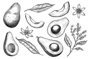 avocado vector illustraties. hand- getrokken reeks van tekeningen in lineair stijl. schetsen van fruit geschilderd door zwart inkten Aan geïsoleerd achtergrond in lineair stijl. monochroom gravure met plakjes van voedsel.
