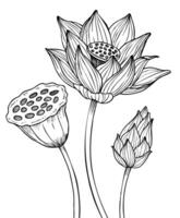 lotus bloem. vector illustratie van water lelie geschilderd door zwart inkten. botanisch lineair tekening van Waterlelie voor bruiloft uitnodigingen of spa ontwerp in zen stijl. etsen van bloeiend Aziatisch fabriek