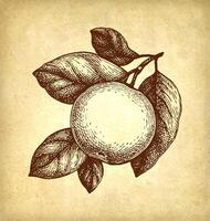 appel met bladeren. inkt schetsen Aan oud papier achtergrond. hand- getrokken vector illustratie. retro stijl.