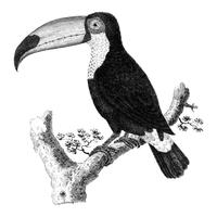 Vintage illustraties van de vogel van Toco vector