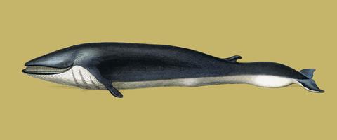 Balaenoptera rorqual geïllustreerd door Charles Dessalines D &#39;Orbigny (1806-1876). Digitaal verbeterd van onze eigen uitgave van Dictionnaire Universel D&#39;histoire Naturelle uit 1892. vector