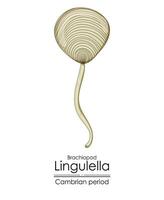 lingulella fosfatisch geschild brachiopode, een Cambrian periode schepsel. vector