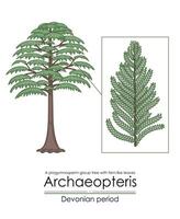 archaeopteris, de vroegste bekend houtachtig boom, vector