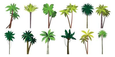 palm boom verzameling. tekenfilm tropisch kokosnoot en banaan plant, eiland exotisch bomen, zee kust bloemen struik. vector geïsoleerd reeks