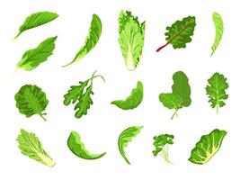 salade bladeren. groen vers boerderij voedsel, sla, kool, rucola, tuinkers en boerenkool. gezond microgroen spruit, biologisch blad groente vector reeks