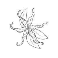 de illustratie van ylang bloem vector