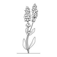 de illustratie van lavendel bloem vector