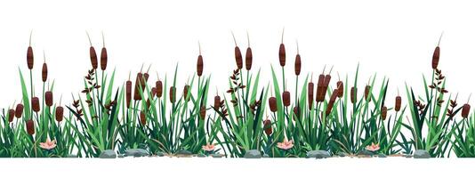 cattail grens. naadloos patroon van moeras riet planten, vijver en rivier- plantkunde achtergrond. vector strip afdrukken van biezen gras