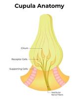 cupula anatomie wetenschap ontwerp vector illustratie diagram