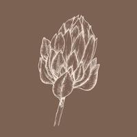 tropisch bloemen vector illustratie grafiek. hand- getrokken inkt schilderij van Afrikaanse roos protea Aan lijn kunst stijl voor bruiloft, uitnodiging, begroeting kaart ontwerp