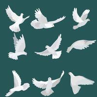 wit duif transparant reeks met vrede symbolen realistisch geïsoleerd vector illustratie