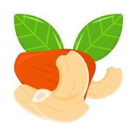 cachou fruit met cachou noten illustratie vector