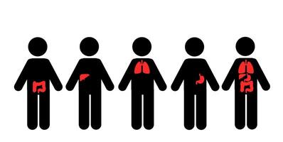 menselijk lichaam vitaal organen hart, lever, alvleesklier, maag functie vector