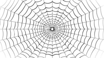 spin web Aan wit achtergrond. vector illustratie. spin web patroon
