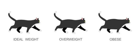 kat met ideaal gewicht, te zwaar en zwaarlijvig. katje met normaal en dik lichaam voorwaarde. huiselijk dieren zwaarlijvigheid werkwijze infographic vector