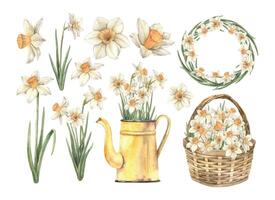 waterverf reeks met narcissen, rieten mand, geel gieter kan met bloemen, lauwerkrans. hand- getrokken illustraties Aan geïsoleerd achtergrond voor groet kaarten, uitnodigingen, gelukkig vakantie, posters vector