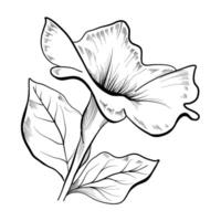 hand getekend petunia bloem vector illustratie