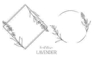 lavendel lijn tekening. zwart en wit bloemen kozijnen. bloemen lijn kunst. prima lijn lavendel illustratie. hand- getrokken schets bloemen. botanisch kleur bladzijde. bruiloft uitnodiging bloemen vector