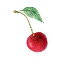 kers waterverf tekening illustratie. rood BES en blad. groen Afdeling fruit aquarel takje vector