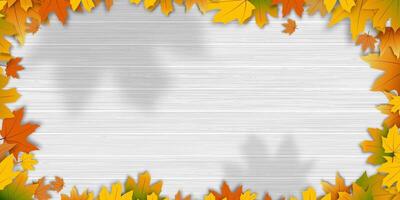 herfst achtergrond met kleurrijk kader van esdoorn- bladeren, oranje, geel, rood Aan wit hout tafel top.mooi vallen gebladerte decoratief grens met kopiëren ruimte voor tekst, herfst banier voor dankzegging vector
