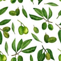 olijven naadloos patroon met olijf- takken en fruit voor Italiaans keuken ontwerp of voedsel met olie vector