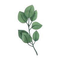 ronde eucalyptus clip art voor bruiloft uitnodigingen vector