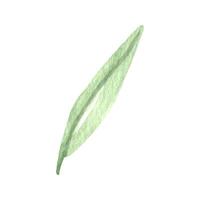 schattig hand- getrokken groen blad. waterverf illustratie bladeren voor bruiloft decoratie en arrangementen. vector