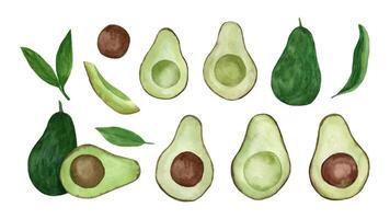 reeks van waterverf avocado. hand- getrokken tropisch illustratie. vector