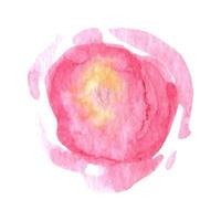 los waterverf roze rozen. bloemen illustratie vector