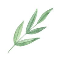 schattig hand- getrokken groen blad. waterverf illustratie bladeren voor bruiloft decoratie en arrangementen. vector