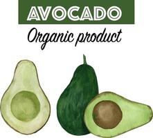 waterverf avocado. hand- getrokken biologisch groen avocado plak vector