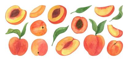 schattig perzik fruit waterverf clip art, vers zomer fruit. illustraties van perzik Afdeling met groen bladeren. geïsoleerd Aan wit achtergrond. vector