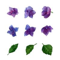 waterverf Purper hortensia bloeiend clip art set, zomer bloemen bloemblaadjes en bladeren. vector