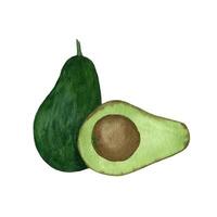 waterverf avocado. hand- getrokken biologisch groen avocado plak vector