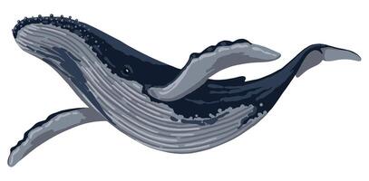 blauw walvis hand- getrokken vector illustratie. oceaan zoogdier dier. mooi onderwater- fauna. volumetrisch tekening geïsoleerd Aan wit achtergrond. single clip art voor ontwerp afdrukken, sticker, decor.