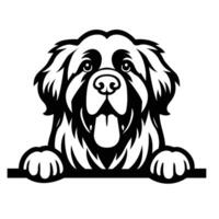 ai gegenereerd zwart en wit leonberger gluren gezicht illustratie vector