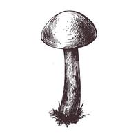 Woud eetbaar paddestoel boletus met mos Aan een stang. grafisch botanisch illustratie hand- getrokken in bruin inkt. voor recepten, verpakking, herfst festival, oogst. geïsoleerd voorwerp vector