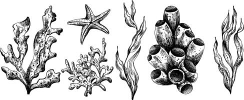 onderwater- wereld clip art met zee dieren koraal en algen. grafisch illustratie hand- getrokken in zwart inkt. een reeks van geïsoleerd elementen eps vector