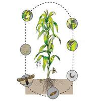 vallen legerwormen in maïs wetenschappelijk illustratie leven cirkel vector