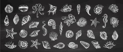 schelpen, Octopus, vis, zeester, zeepaardjes, ammoniet vector set. hand- getrokken schetsen illustratie. verzameling van realistisch schetsen van divers oceaan schepsels geïsoleerd Aan schoolbord achtergrond.