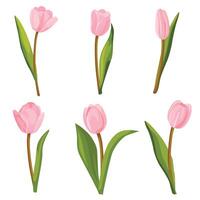 reeks van roze tulpen. vector illustratie.