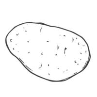 tekening aardappel icoon in vector. lijn aardappel schetsen icoon vector