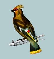 Boheemse waxwing (Bombycilla-garrulus) geïllustreerd door Charles Dessalines D &#39;Orbigny (1806-1876). Digitaal verbeterd van onze eigen uitgave van Dictionnaire Universel D&#39;histoire Naturelle uit 1892. vector