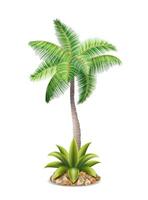 tropisch palm boom met groen gebladerte vector illustratie geïsoleerd Aan wit achtergrond