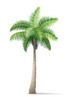 tropisch palm boom met groen gebladerte vector illustratie geïsoleerd Aan wit achtergrond