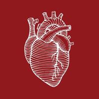 hand- getrokken menselijk hart tekening illustratie omgekeerde kleuren gegraveerde stijl vector